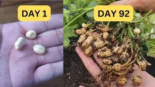 Growing peanuts in container!