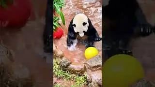 Funny panda video #short#shorts#funny#funnyshorts#panda#zoo#funnypanda#funnyvideo#crazy#crazypanda