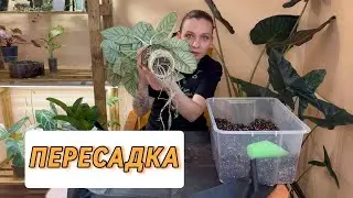 Долгожданная пересадка | Сажаю папоротник на кору