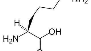 D-α-Aminoadipate | Wikipedia audio article