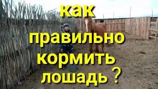 Как правильно кормить лошадь.
