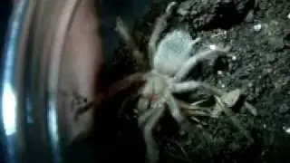 Tarantula Feeding Video 11