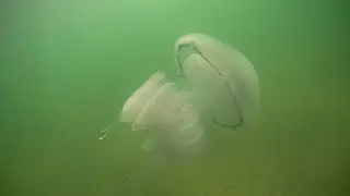 Медузы, Арабатка, 2018-07-15 17:19:20
