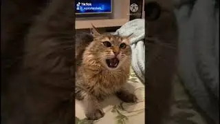 БРАТУХА ТЕБЕ ЖОПА! 😂