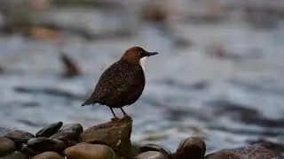 Waterspreeuw in de Ourthe