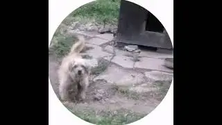 22.09.2022 Тобик меня забыл :(