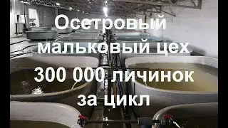 Осетровый мальковый цех. Производительность - 300 000 личинок за цикл
