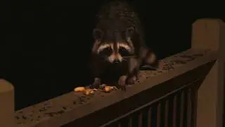 Rocky Raccoon, Franklin, NC
