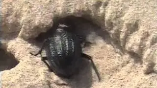 Pimelia sulcata, le coléoptère des dunes