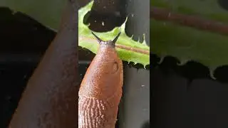 another slug eating leaf