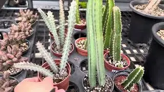 多肉仙人掌.塊根、乳香、沒藥.觀葉植物.種類極多