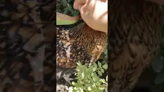 don't pet broody chicken!! #shorts #chicken #funny   #broodyhen