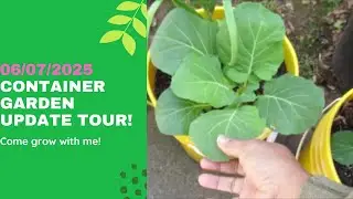 Container Garden 06-07-2025 UPDATE!
