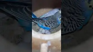 PARAKEET NEST 🥰🥰🥰