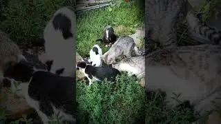 Ёжик и Ко. Голод не Тёткино ...