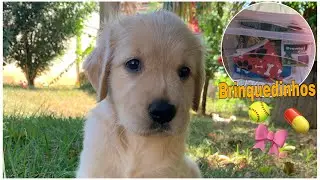 COMPRINHAS QUE FIZ PARA MINHA GOLDEN RETRIEVER