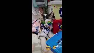 #FUNNY CAT MODEL