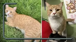 This Cat Can't Stop Stealing All Of His Neighbors' Shoes