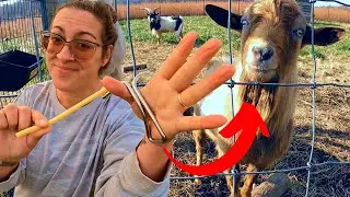 Castrating Adult Bucks Using The California Bander | Vlogmas Day 3