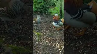 Mandarin Ducks in a Dispute