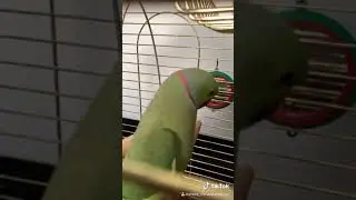 Говорящий ожереловый попугай Ричи