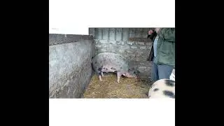 РОЖА--КАК ОНА  ЕСТЬ!