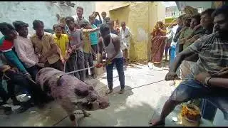 Raichur pig cutting.