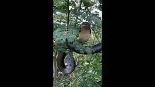 12 feet cobra spreads its hood in such way that it will blow your senses, watch the full viral video