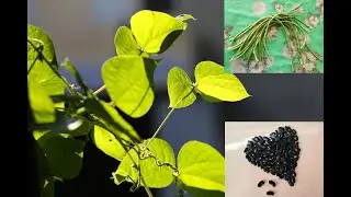 Вигна китайская, Фасоль спаржевая, Горох коровий. Как собрать свои семена?