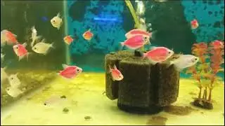 Top 5 Aquarium Fish for STUNNING Home Displays ! Fish