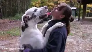 Great Dane Hugs & Kisses