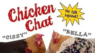 Chicken Chat: We Talk Squawk!