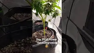 Day 39 of Flower #education #howto #gardening #flower #dank  #goldleaf #weed #marijuana #watering
