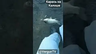Карась на Калоше 