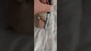 HIJO DE KIMBO HOSICO CORTO