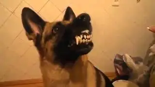 смешная собака| BigFail
