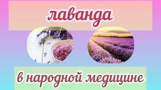 Лаванда  - Ароматная Польза Для Организма