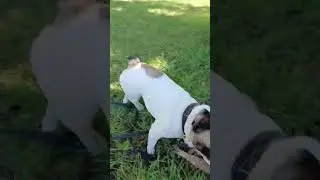 Тэя на прогулке. #bulldog #dogbreed #собака #frenchbulldog #funny