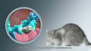A Novel Approach to Managing Allergies to Cats