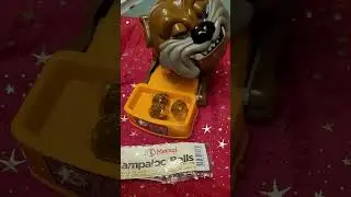 Sampaloc Balls from Merzi for maddog #ASMR #ANGRY dog #maddog #shorts (3)
