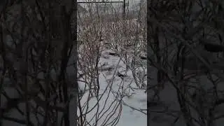Магнолія Суланжа взимку