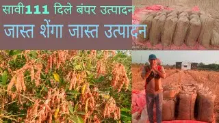 सावी 111 एकरी 10 की.|| ALL AGRICULTURE ||