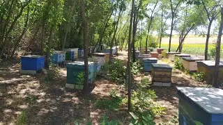Работа у пчел есть/В селе у СВЕКРУНЬКИ !👍🐝🐝🐝