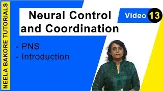 Neural Control and Coordination | NEET | PNS - Introduction | Neela Bakore Tutorials