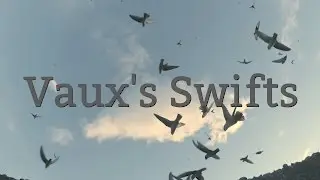 Vaux's Swifts