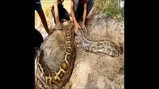 the largest python in the world catching people.