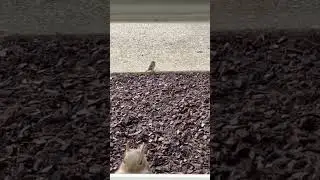They Just Expect It Now🫶🫠🐿🐦(feeding the fur babies)