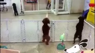 Excited Poodle Spots its Owner - Then the Dance Begins