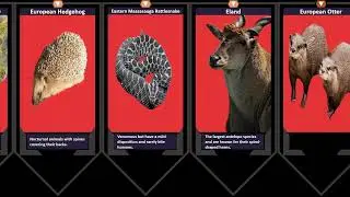 Animals That Start With E - Engage with Enigmatic and Eclectic Wildlife.