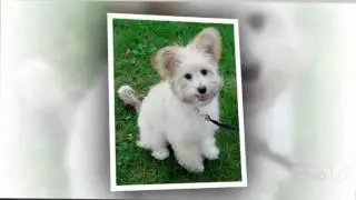 Westillon Dog breed